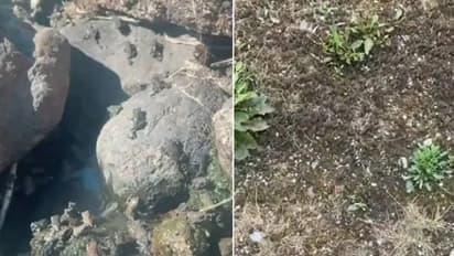 ಮಿಲಿಯನ್‌ಗಿಂತಲೂ ಹೆಚ್ಚು ಕಪ್ಪೆ ಸಾಕಿರುವ ವ್ಯಕ್ತಿ : ವಿಡಿಯೋ ನೋಡಿ