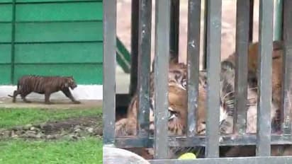 അമ്മയെ നഷ്ടപ്പെട്ട കടുവക്കുഞ്ഞിനെ വേട്ട പഠിപ്പിക്കാൻ കൂറ്റൻ സജ്ജീകരണങ്ങൾ, പതിനായിരം ചതുരശ്ര അടിയിൽ കൂട്