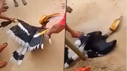 Horrific video of Great Indian Hornbill being tortured, goes viral; 3 arrested