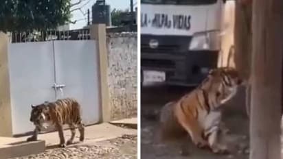 തെരുവിലൂടെ അലഞ്ഞുതിരിഞ്ഞ് ബം​ഗാൾ കടുവ, കൂസലില്ലാതെ വന്ന് കൂടെക്കൂട്ടി ഉടമ!