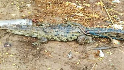 राजस्थान का अनोखा नजारा: सुबह नींद से जागते ही घर के सामने सड़क पर घूमता दिखा मगरमच्छ