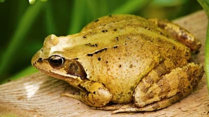 तीन महीने पहले मेंढ़कों को बचाया था और बगीचे में शरण दी, अब बंदा खुद वहां नहीं घूम सकता, जानिए क्यों 