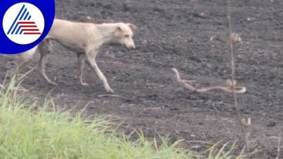 ಜಿದ್ದಾ ಜಿದ್ದಿನ ಘೋರ ಕಾಳಗದಲ್ಲಿ ಗೆದ್ದಿದ್ದು 'ಸಾವು': ಶ್ವಾನ, ಸರ್ಪದ ವಿಡಿಯೋ ವೈರಲ್‌..!