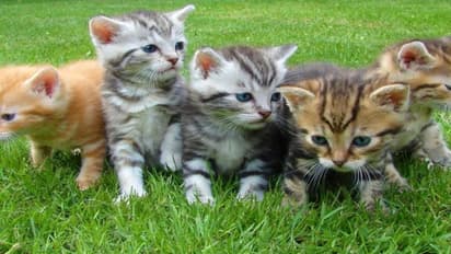 International Cat Day: పిల్లుల గురించి కొన్ని ఇంట్రెస్టింగ్ విషయాలు మీ కోసం..