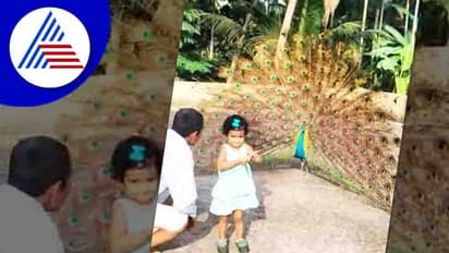 ನೀರುಮಾರ್ಗ ದೇವಸ್ಥಾನದಲ್ಲಿ ಭಕ್ತರಿಗೆ ‘ಮಯೂರ’ ದರ್ಶನ!