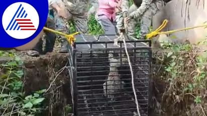 ತೆರೆದ ಬಾವಿಗೆ ಬಿದ್ದು ಒದ್ದಾಡುತ್ತಿದ್ದ ಚಿರತೆ: ಬೋನಿಳಿಸಿ ರಕ್ಷಿಸಿದ ಅರಣ್ಯ ಸಿಬ್ಬಂದಿ