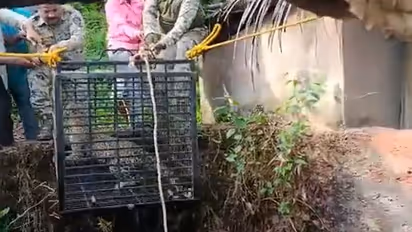 Watch: Forest officials rescue leopard that fell in open well