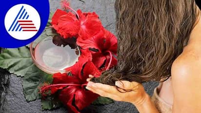  మందార పువ్వులో ఈ నూనె కలిపి పెడితే.. తెల్ల జుట్టు నల్లగా అవుతుంది, హెయిర్ కూడా రాలదు