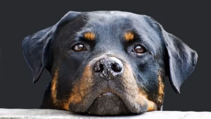 പേവിഷ ബാധ: ഈ വർഷം ഇതുവരെ 13 മരണം : വാക്സീൻ പരിശോധിക്കണമെന്ന് വിദഗ്ധർ