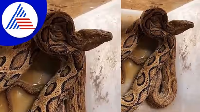 ಗಾಯಗೊಂಡಿದ್ದ ಕೊಳಕು ಮಂಡಲ ಹಾವಿನಿಂದ 41 ಮರಿಗಳ ಜನನ