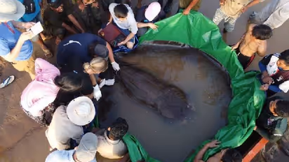 ഈ മത്സ്യത്തൊഴിലാളിയുടെ വലയിൽ കുടുങ്ങിയത് ലോകത്തിലെ ഏറ്റവും വലിയ ശുദ്ധജലമത്സ്യം!