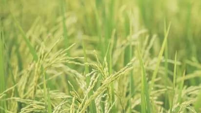 సత్యసాయి జిల్లాలో పంటల భీమా: చెప్పుతో కొట్టుకున్న గ్రామ వలంటీర్ నగేష్ నాయక్