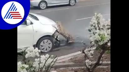 ಚಿರತೆಗೆ ಡಿಕ್ಕಿ ಹೊಡೆದ ಕಾರು : ಸಾವಿನಿಂದ ಸ್ವಲ್ಪದರಲ್ಲೇ ಪಾರು