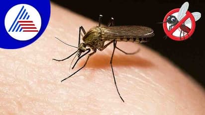 Mosquito free Home: ಮೋಡವಾದರೆ ಹೆಚ್ಚುತ್ತೆ ಸೊಳ್ಳೆ, ಇಲ್ಲಿದೆ ಪರಿಹಾರ