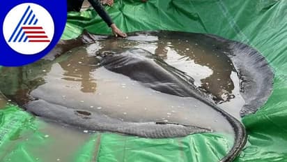 ಬಲೆಗೆ ಬಿತ್ತು 300 ಕೆಜಿ ತೂಗುವ ವಿಶ್ವದ ಅತಿದೊಡ್ಡ ಸಿಹಿ ನೀರಿನ ಮೀನು