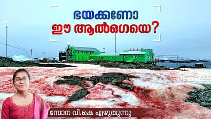 നിറം പച്ച, സൂര്യന് തൊട്ടാല് ചുവപ്പാവും, 'മഞ്ഞുരക്തം' ആല്പ്സിലെ മഞ്ഞുരുക്കം കൂട്ടുമോ?