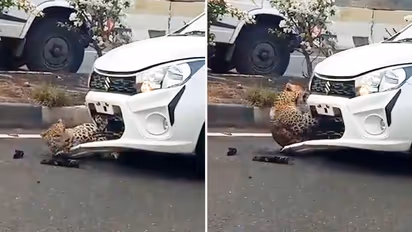 Leopard gets hit by car,  escapes bruised; ‘disheartened’ netizens react