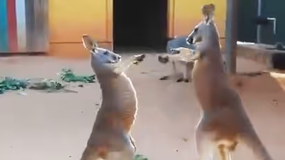 Watch: Kangaroos' hand-to-hand combat in zoo takes social media by storm
