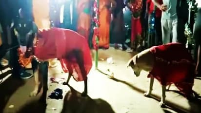 ಶ್ವಾನಕ್ಕೆ ಮದುವೆ ಮಾಡಿ ಊರಿಗೆ ಊಟ ಹಾಕಿದ ದಂಪತಿ