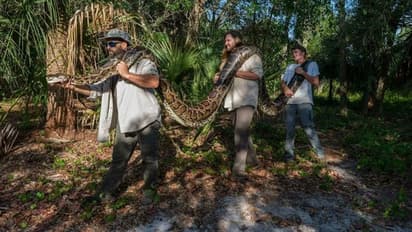 Burmese Python: പെരുമ്പാമ്പിന്‍റ വയറ് കീറിയപ്പോള്‍ ഞെട്ടി; 122 മുട്ടകള്‍ കൂടെ മാന്‍ കൊമ്പും കുളമ്പും