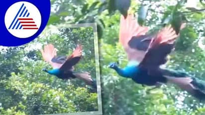 ಹಾರೋ ನವಿಲ ನೋಡಿದಿರೆ... ಮಯೂರಿಯ ಮನ ಸೆಳೆಯೋ ವಿಡಿಯೋ