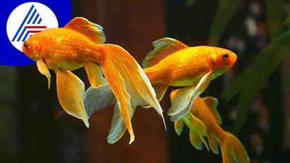 ಗೋಲ್ಡ್‌ಫಿಶ್ ಅದೃಷ್ಟ ತರುತ್ತೆ ಅನ್ನೋದು ನಿಜಾನಾ?