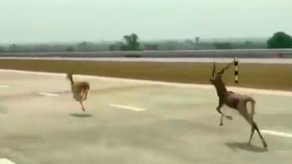 Watch: Miscreants chasing blackbucks on highway angers netizens