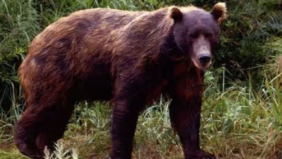 മലപ്പുറത്ത് ആദിവാസി യുവാവിന് കരടിയുടെ ആക്രമണം, തലയ്ക്ക് പരിക്കേറ്റു