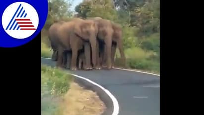 ಜಗತ್ತಿನಲ್ಲಿ ಯಾರಿಗಿದೆ ಈ ರೀತಿಯ Z++++ ಭದ್ರತೆ: ಆನೆ ಹಿಂಡಿನ ವಿಡಿಯೋ ನೋಡಿ