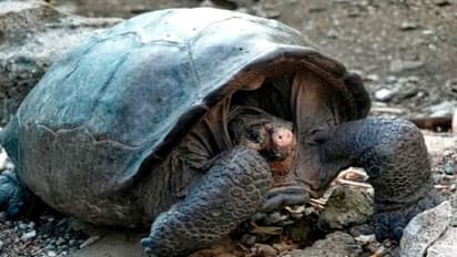 क्या इंसान मुंह और नाक के अलावा, आंतों के जरिए भी ले सकेंगे सांस? चूहे और सुअर पर सफल रहा प्रयोग