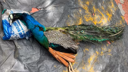 തെരുവ് നായ്ക്കളെ കണ്ട് ഭയന്ന് പറന്നപ്പോൾ വൈദ്യുതി കമ്പികളിൽ തട്ടി; മയിൽ ഷോക്കേറ്റ് ചത്തു