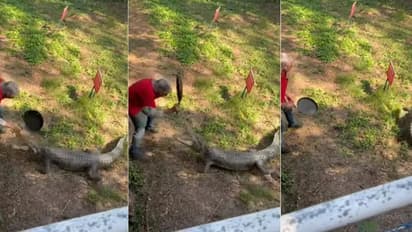 ದಾಳಿ ಮಾಡಲು ಬಂದ ಮೊಸಳೆಯನ್ನು ದೋಸೆ ಕಾವಲಿಯಿಂದ ಹೊಡೆದು ಓಡಿಸಿದ: ವಿಡಿಯೋ ವೈರಲ್