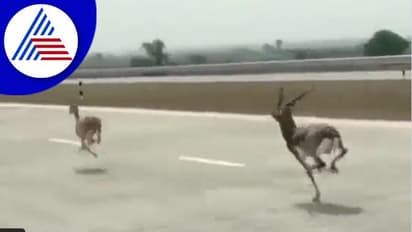 ಕೃಷ್ಣಮೃಗಗಳನ್ನು ಬೆನ್ನಟ್ಟುತ್ತಿರುವ ವಾಹನ ಸವಾರ: ವಿಡಿಯೋ ವೈರಲ್ ಕ್ರಮಕ್ಕೆ ಆಗ್ರಹ