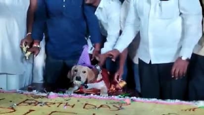 బాప్ రే..శునకం బర్త్ డే పార్టీకి 100 కిలోల కేక్, 5వేలమందికి విందుభోజనం..