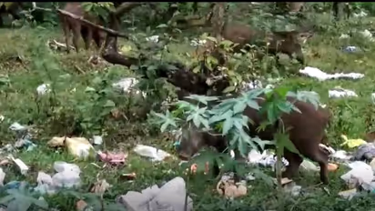 കുമളിയിൽ കൂട്ടമായെത്തുന്ന കാട്ടുപന്നികൾ, ജനവാസ കേന്ദ്രങ്ങളിൽ ഭീഷണിയാകുന്നു