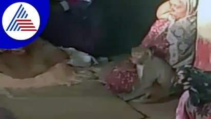 Kalaburagi: ಮಹಿಳೆಯ ಶವದ ಮುಂದೆ 20 ಗಂಟೆ ಕುಳಿತಿದ್ದ ಕೋತಿ!