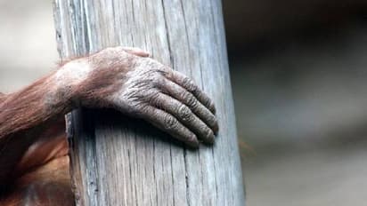 സിഗരറ്റ് വലിക്കുന്ന ഒറാംഗുട്ടാൻ, പ്രതിഷേധം, സന്ദർശകരാവാം സിഗരറ്റ് നൽകിയതെന്ന് മൃഗശാല