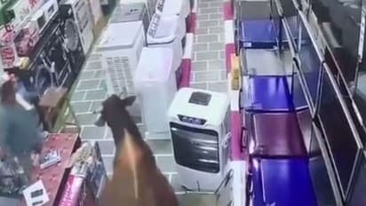 जब लड़ते-लड़ते शोरूम में घुस गए दो सांड, श्रीगंगानगर की सड़क में ऐसा गदर मचा कि देखते रह गए लोग