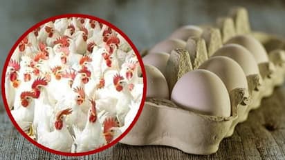 রবিবারের পাতে মাংসের ঝোলে টান! নতুন করে দাম বাড়ল মুরগীর মাংস আর ডিমের