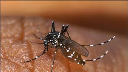 ಚಿಕ್ಕಬಳ್ಳಾಪುರ ಜಿಲ್ಲೆಯಲ್ಲಿ ಡೆಂಘೀ 216, ಚಿಕನ್ ಗುನ್ಯಾ 14 ಕೇಸ್, ಹೆಚ್ಚಿದ ಆತಂಕ