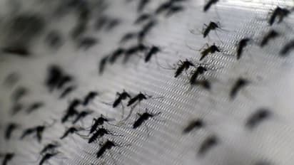 To combat Dengue surge in Delhi, MCD issues helpline numbers; check here