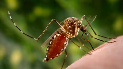 Dengue Fever : ശ്രദ്ധിക്കുക, നിങ്ങളുടെ ചുറ്റുപാടുകള്‍ ഡെങ്കിപ്പനിക്ക് അനുകൂലമാണോ?