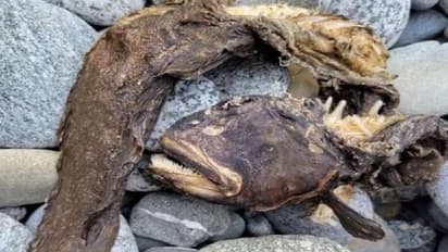 സൂചിപോലെ കൂർത്ത പല്ലുകൾ, കടൽത്തീരത്ത് വിചിത്രരൂപത്തിലുള്ള ജീവിയുടെ ജഡം