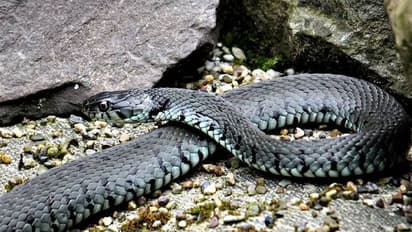 കടിച്ച പാമ്പിനെ കഷ്ണങ്ങളായി നുറുക്കിത്തിന്ന് മനുഷ്യന്റെ പ്രതികാരം!