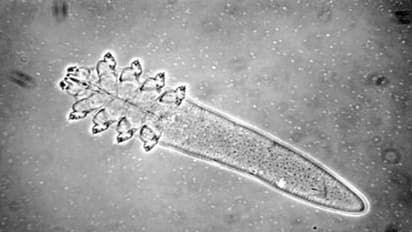 മനുഷ്യന്റെ മുഖത്ത് ഇണ ചേരുകയും വസിക്കുകയും ചെയ്യുന്ന സൂക്ഷ്മജീവികൾ