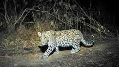 ஊருக்குள் புகுந்து ஆடுகளை அடித்து கொல்லும் சிறுத்தை.. அச்சத்தில் மக்கள்.. நடவடிக்கை எடுக்குமா வனத்துறை..?