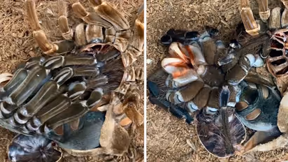Ever seen a Tarantula shedding its bone? Watch fascinating yet creepy video