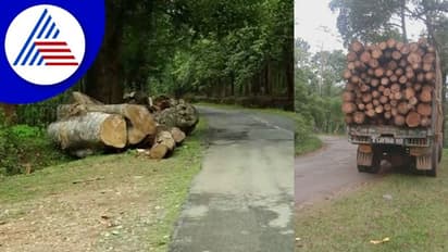 Chikkamagaluru; ಟಿಂಬರ್ ಮಾಫಿಯಾದಿಂದ ಮಲೆನಾಡಿಗೆ ಕಂಟಕ