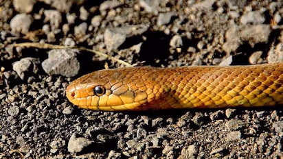 ഭാര്യയെ പാമ്പ് കടിച്ചു, പാമ്പിനെയും കുപ്പിക്കുള്ളിലാക്കി ആശുപത്രിയിലെത്തിച്ചു!