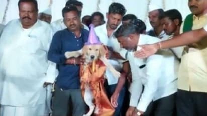 നായയുടെ പിറന്നാളാഘോഷം, 100 കിലോയുടെ കേക്ക്, 4000 അതിഥികൾക്ക് ഭക്ഷണം!